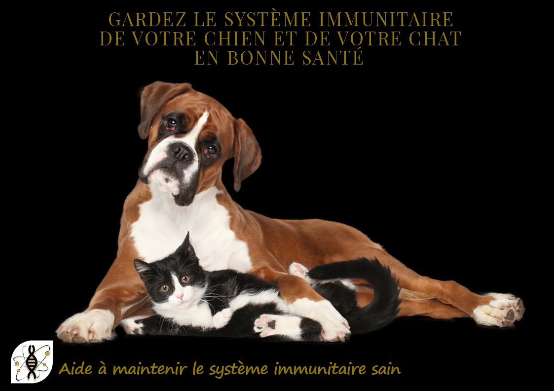 système immunitaire du chien et chat